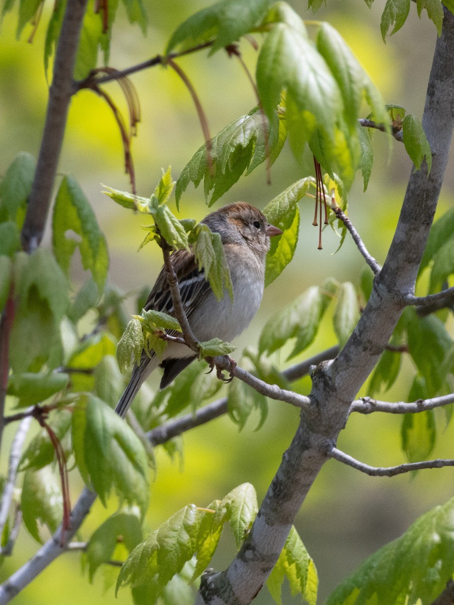 Field Sparrow - Thomas Wells