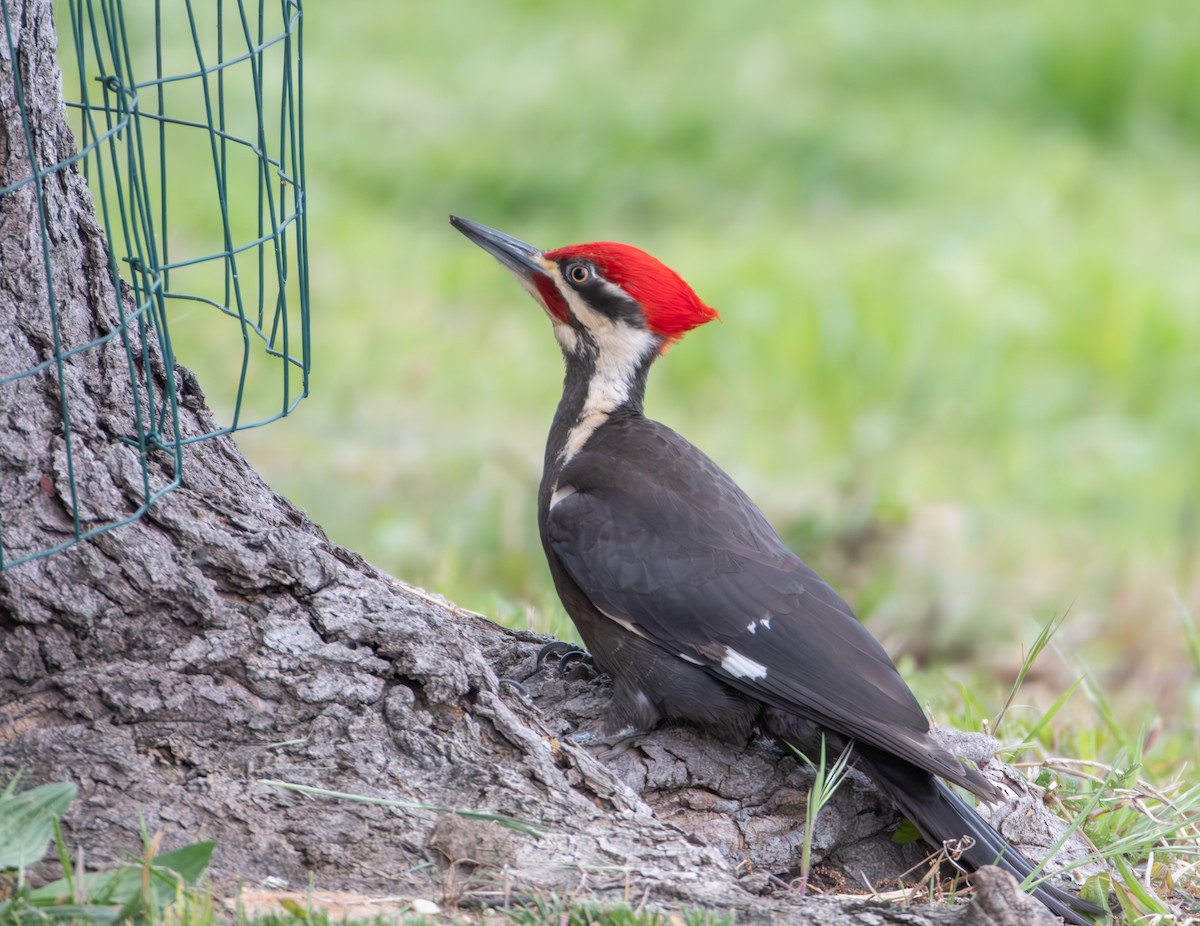 Pileated Woodpecker - Stewart Mayhew