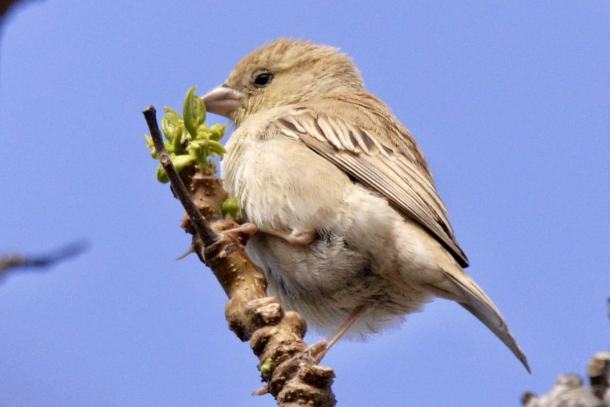 Sudan Golden Sparrow - ML618040407