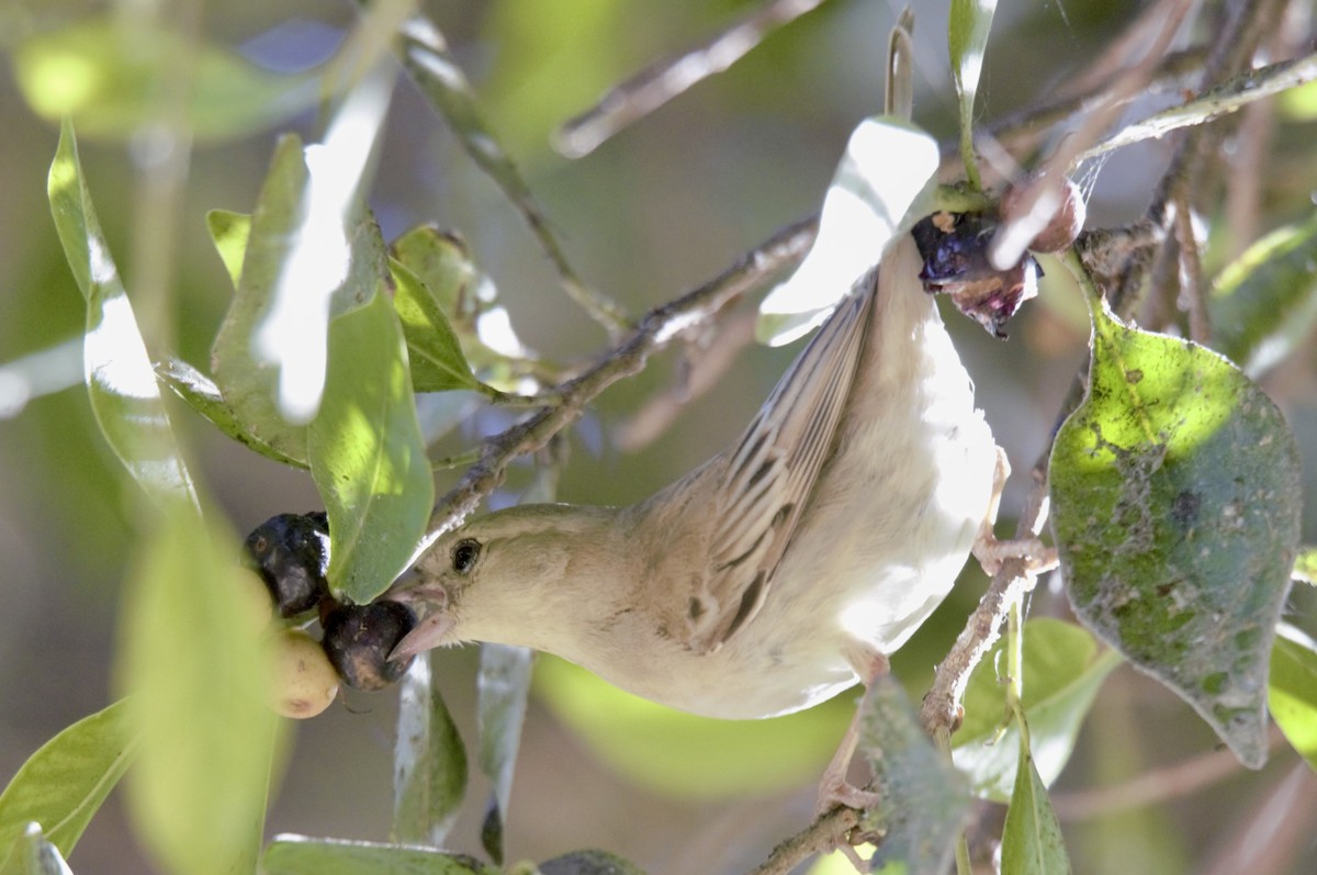 Sudan Golden Sparrow - Miguel Hernández Santana
