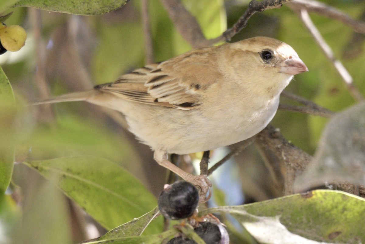 Sudan Golden Sparrow - ML618040410