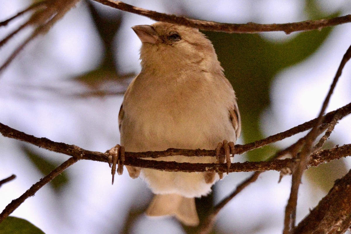 Sudan Golden Sparrow - ML618040411