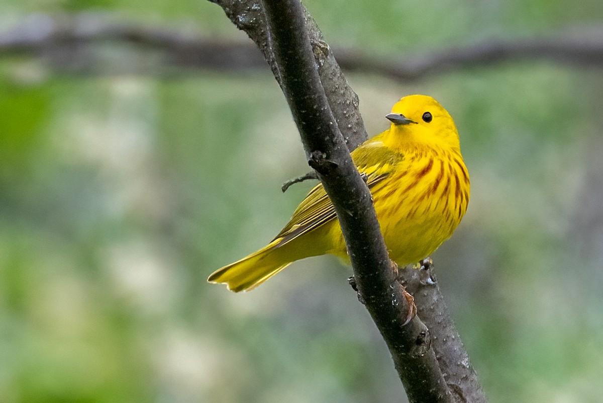 Yellow Warbler - Kayann Cassidy