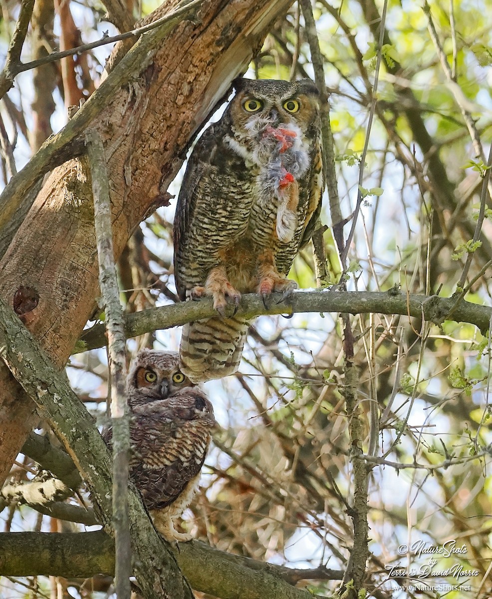 Great Horned Owl - ML618040443