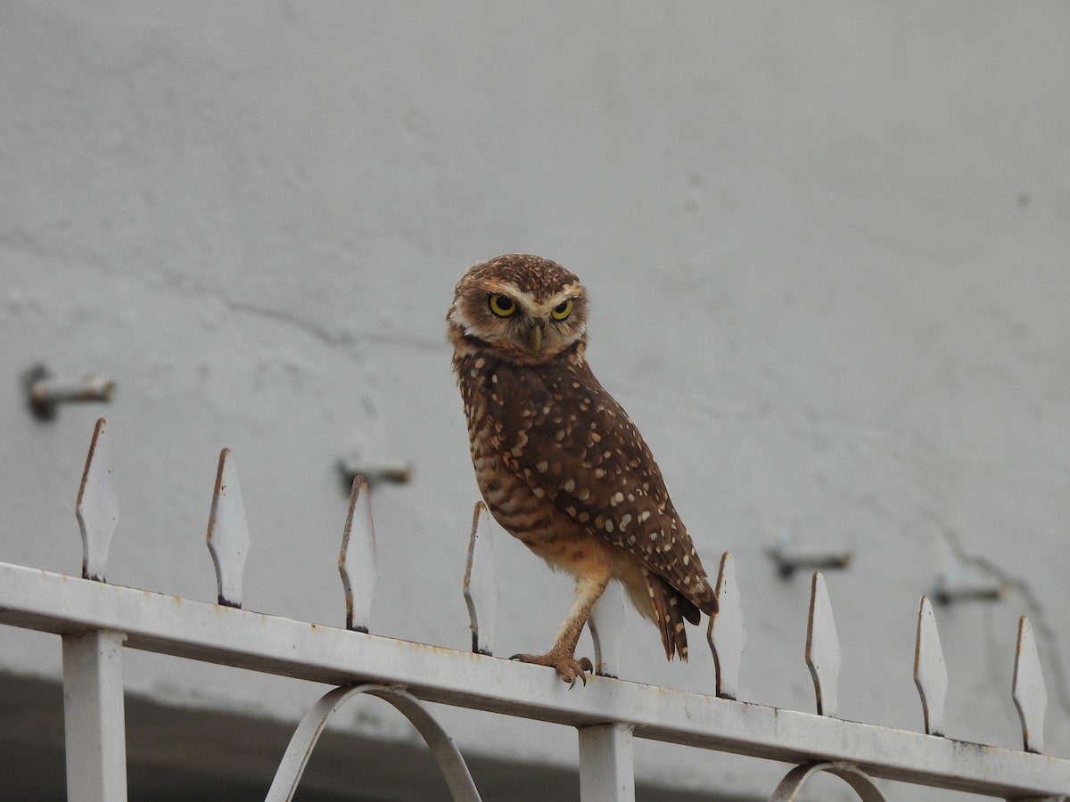 Burrowing Owl - ML618040444