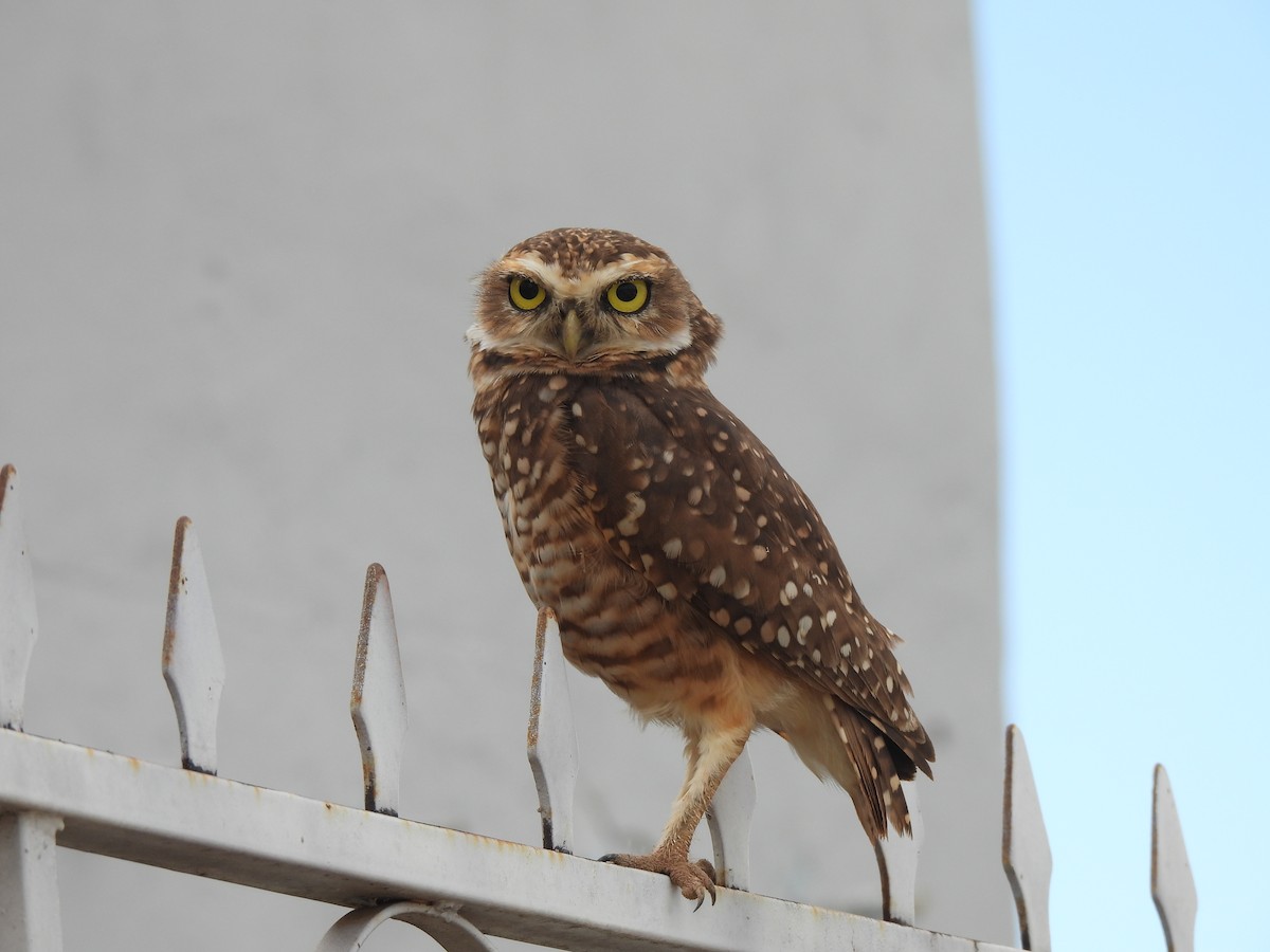 Burrowing Owl - ML618040445