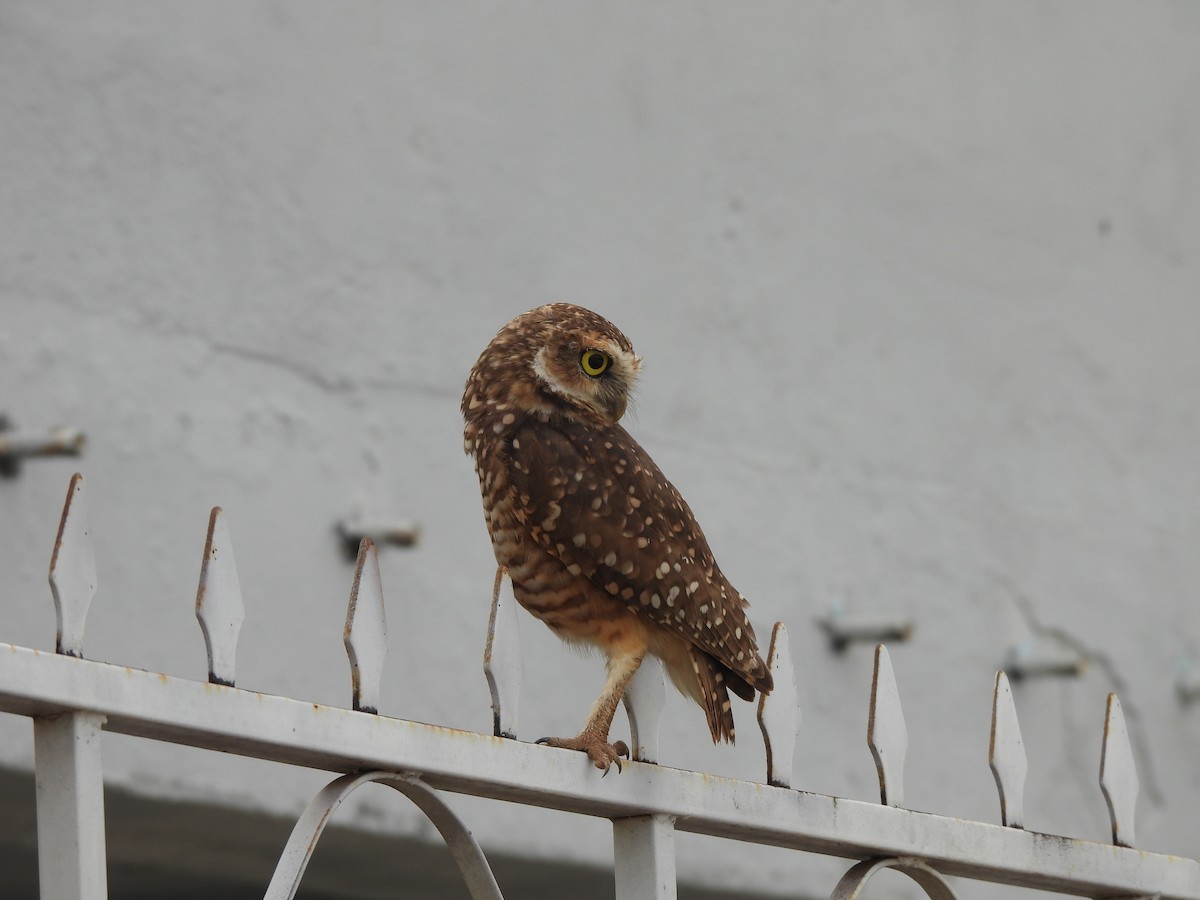 Burrowing Owl - Iza Alencar