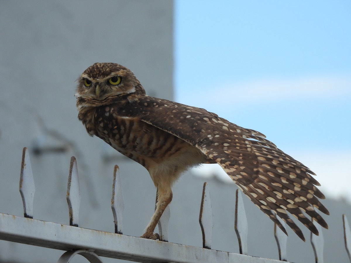 Burrowing Owl - ML618040448