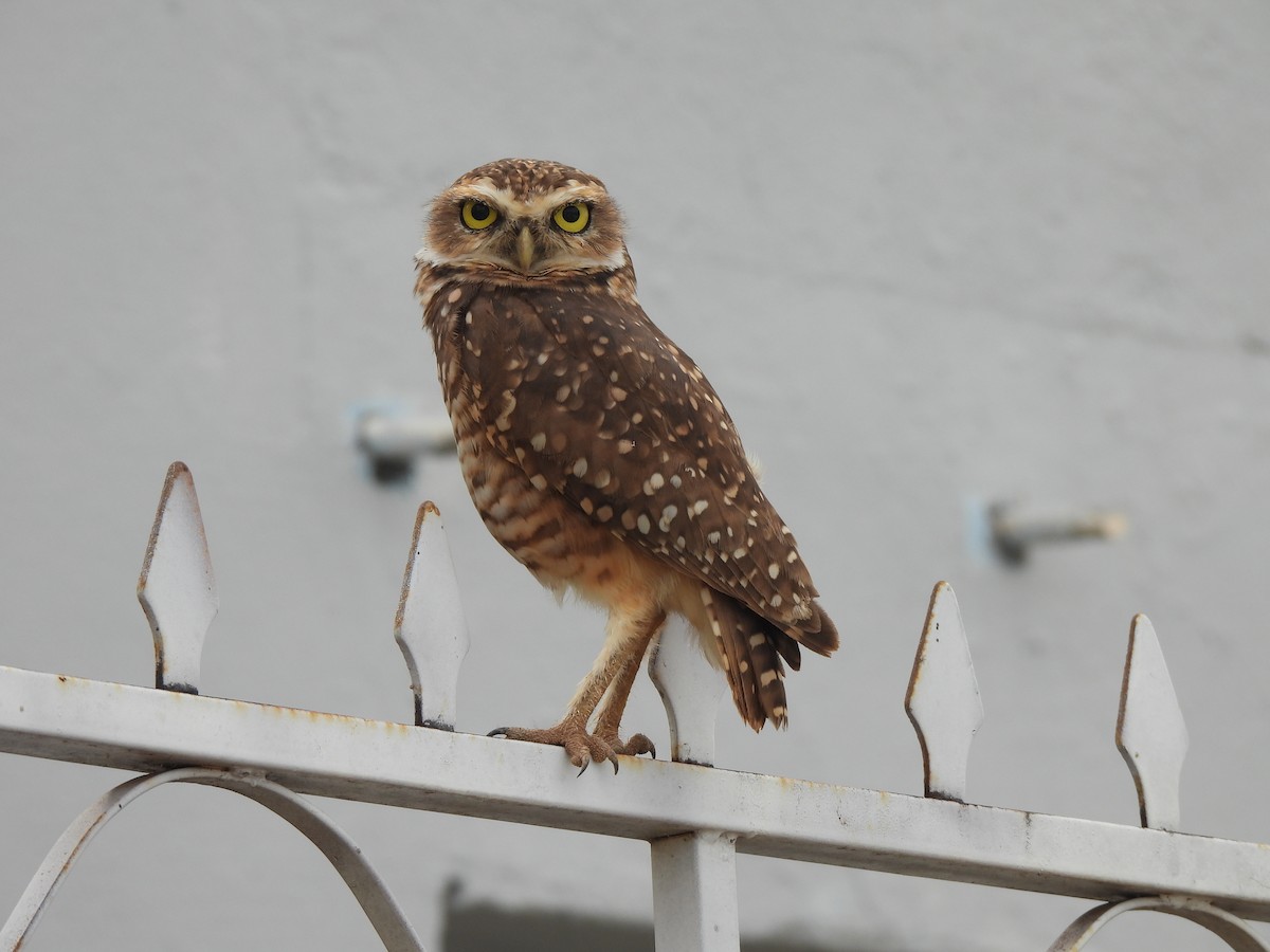Burrowing Owl - Iza Alencar