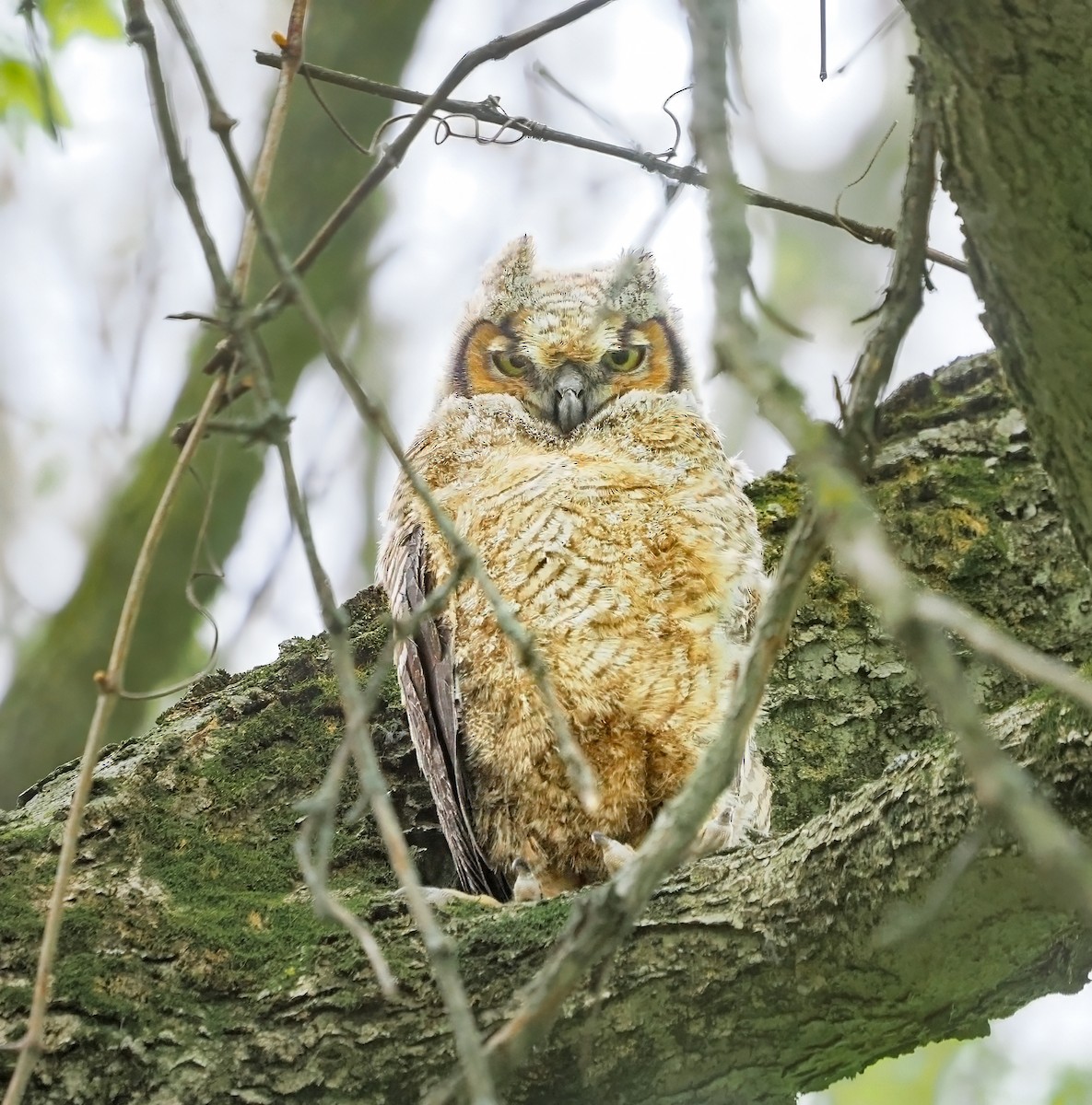 Great Horned Owl - ML618040460