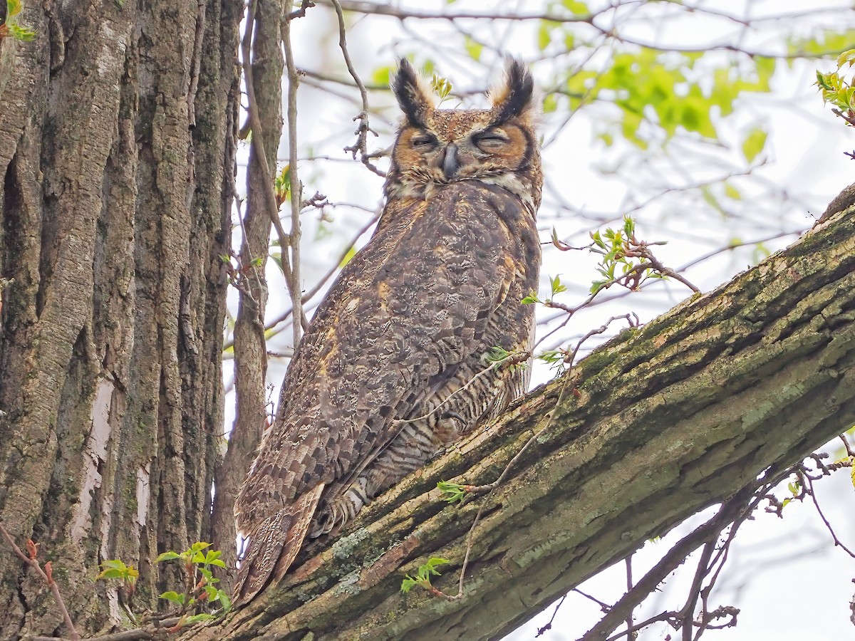 Great Horned Owl - ML618040484