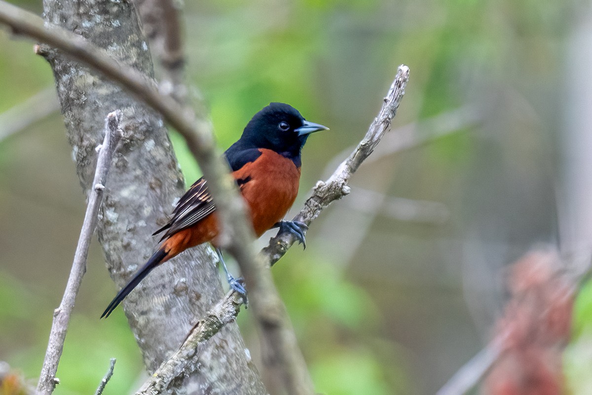 Orchard Oriole - ML618040494