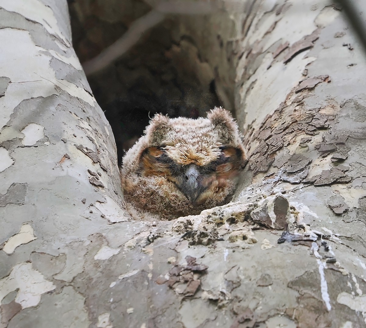 Great Horned Owl - ML618040496