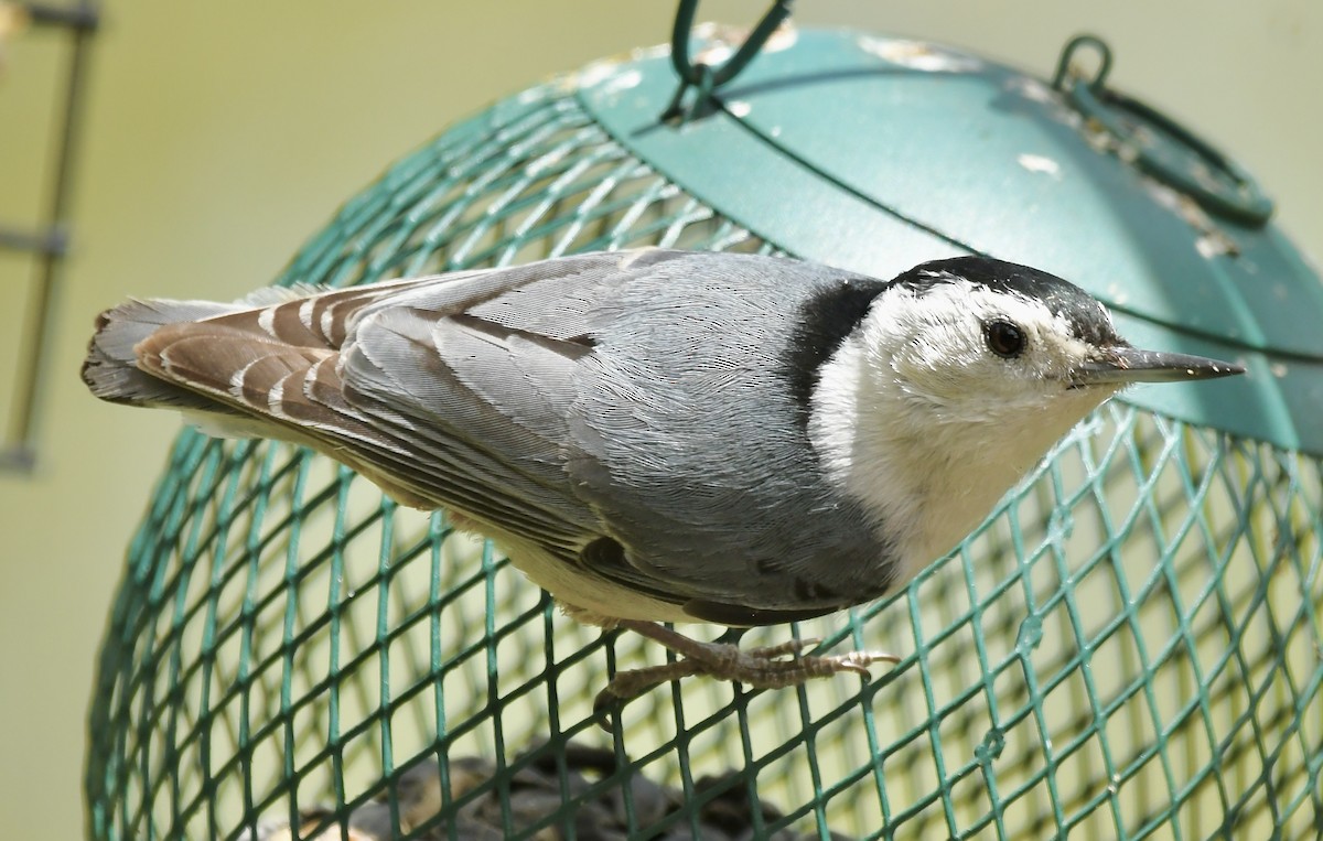 White-breasted Nuthatch - ML618040512