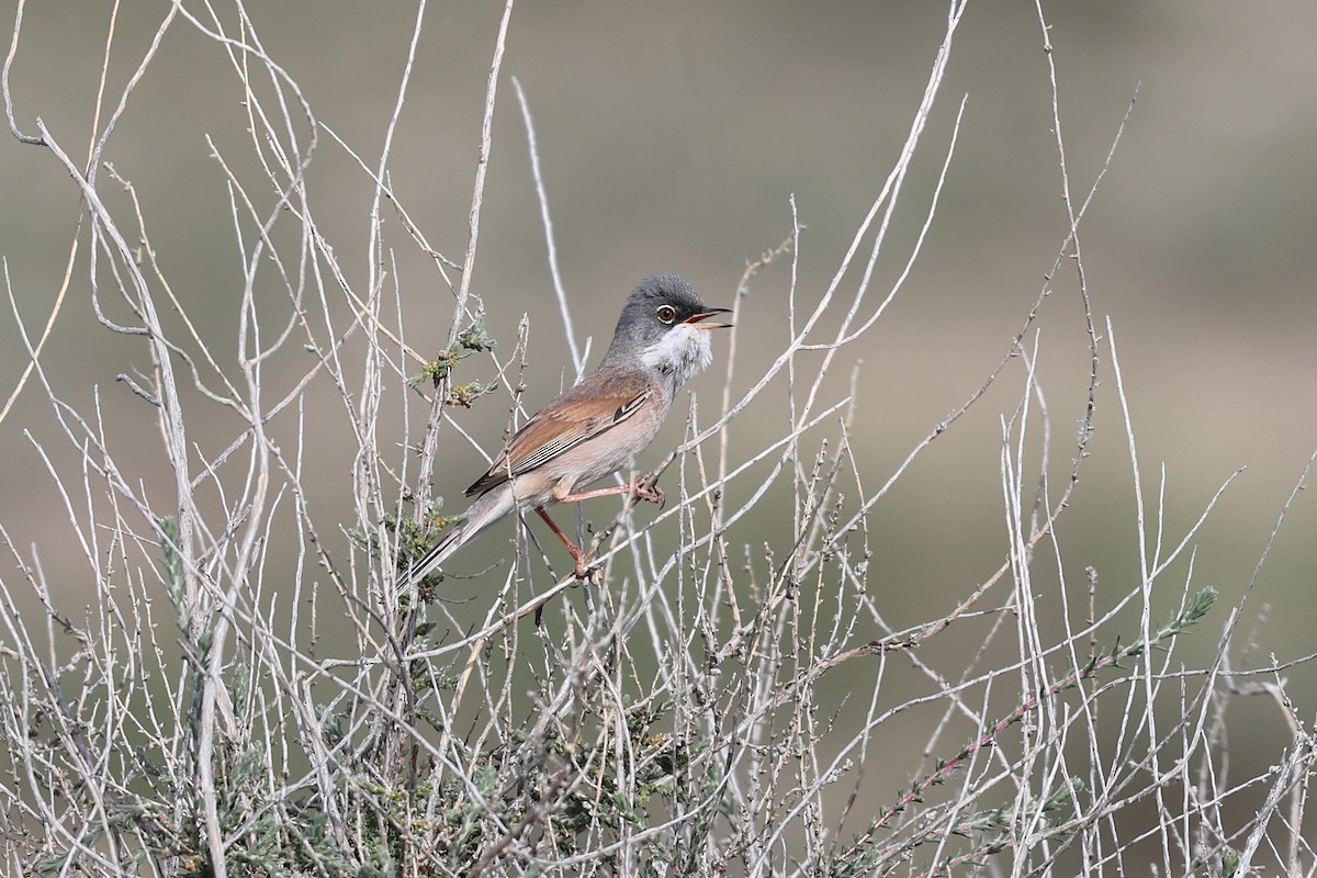 Spectacled Warbler - ML618040548