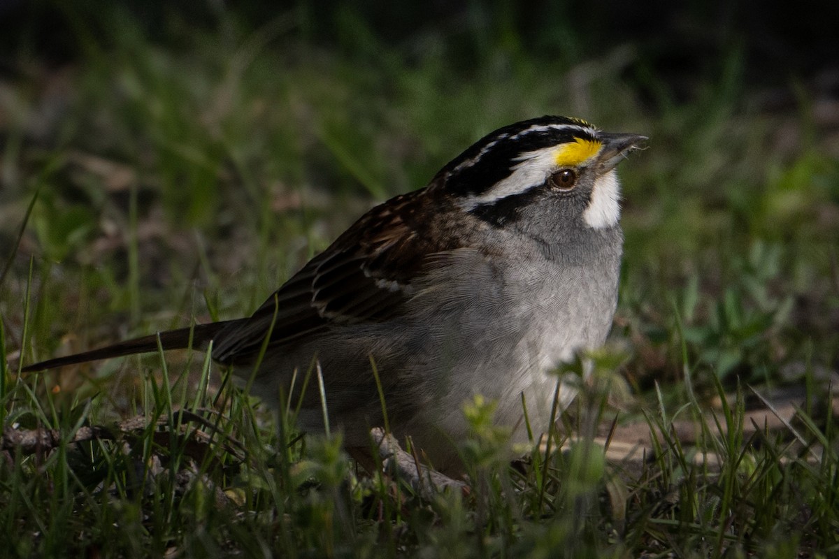 White-throated Sparrow - Mark Parker
