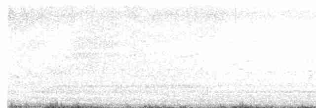 Mouette atricille - ML618040611
