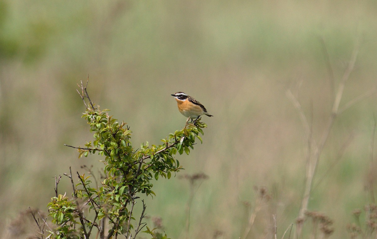 Whinchat - ML618040616