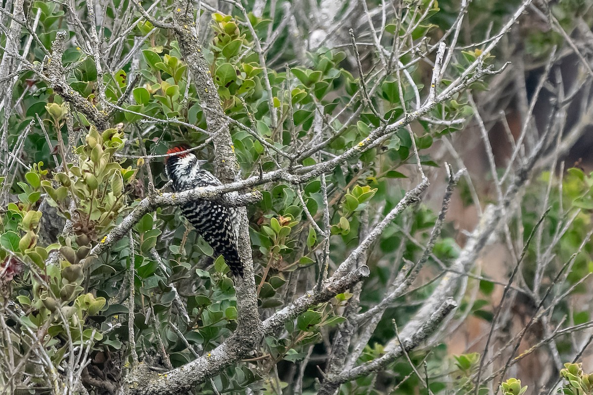Striped Woodpecker - ML618040627
