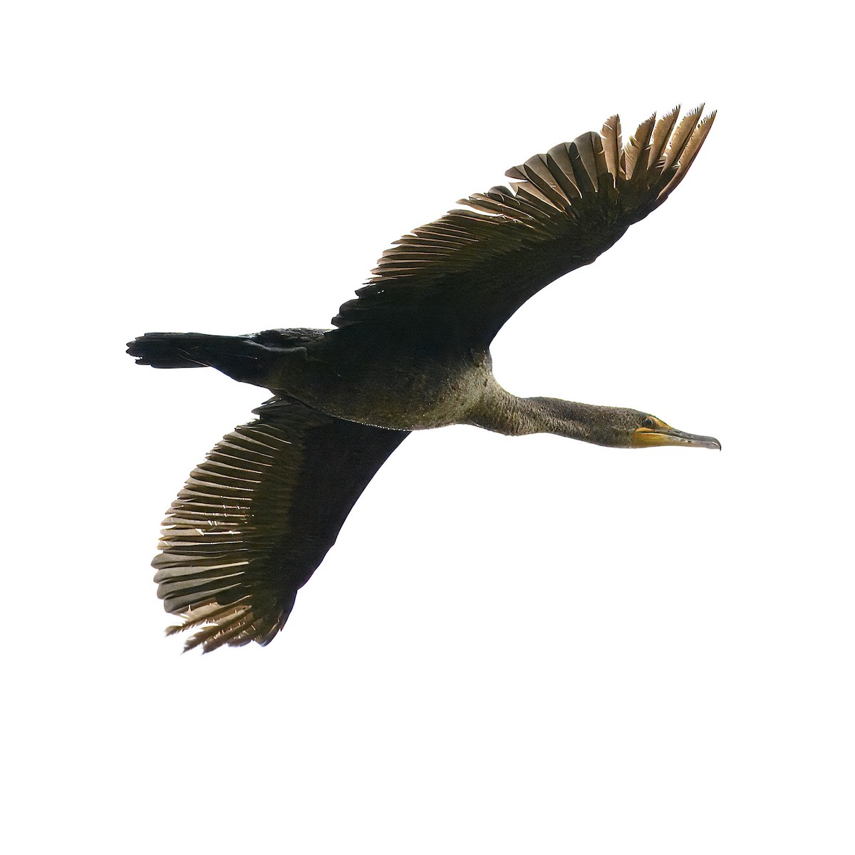 Double-crested Cormorant - ML618040642