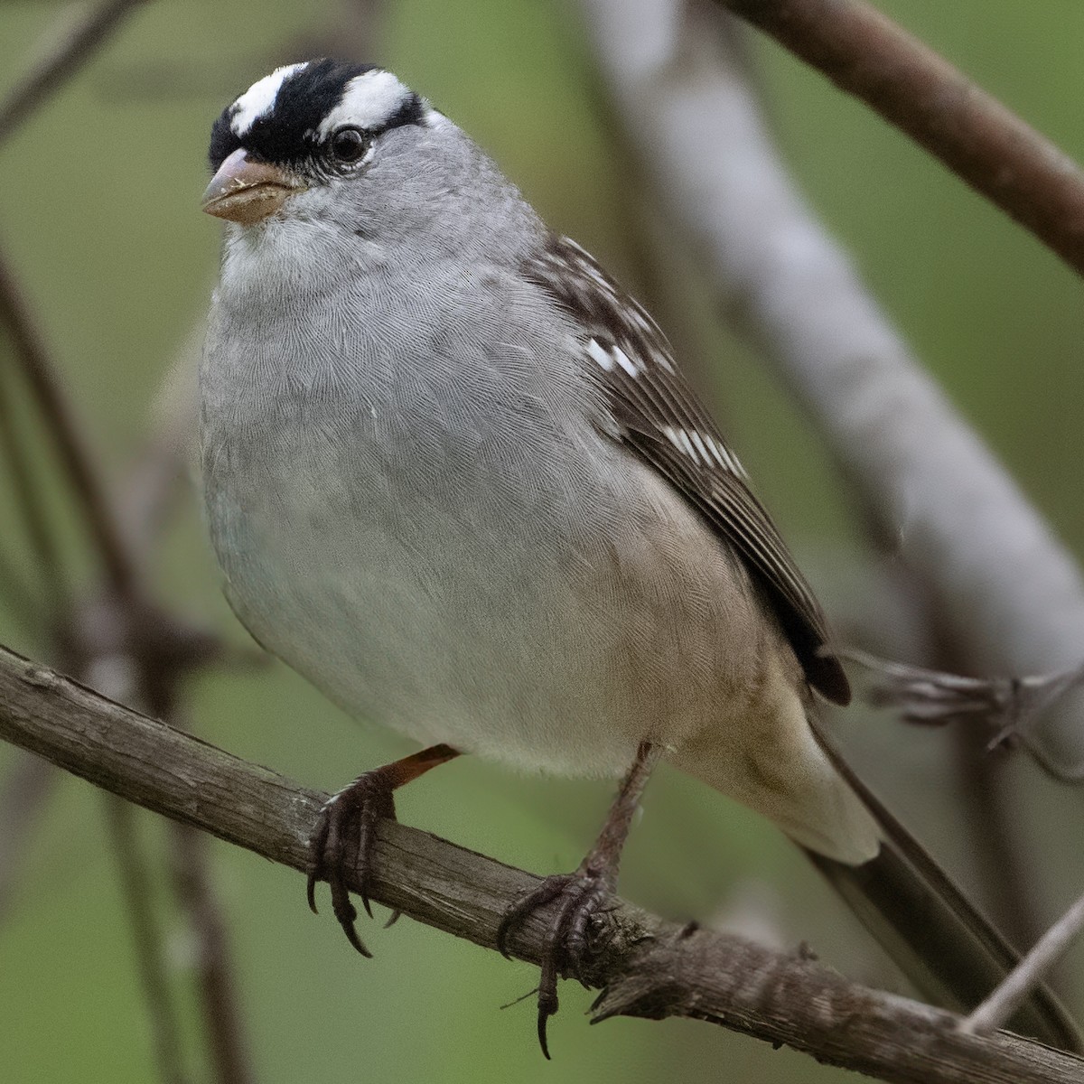 White-crowned Sparrow - ML618040662