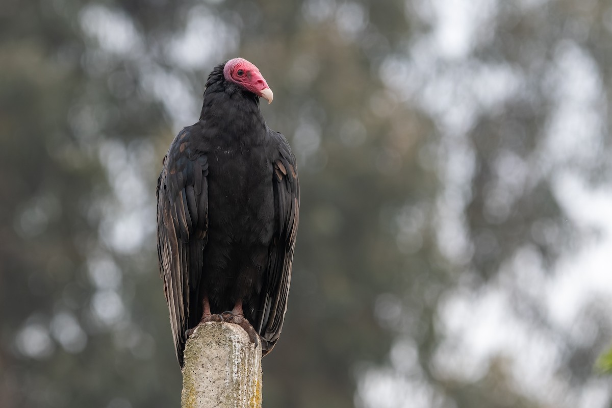Turkey Vulture (South Temperate) - Jorge Ugalde