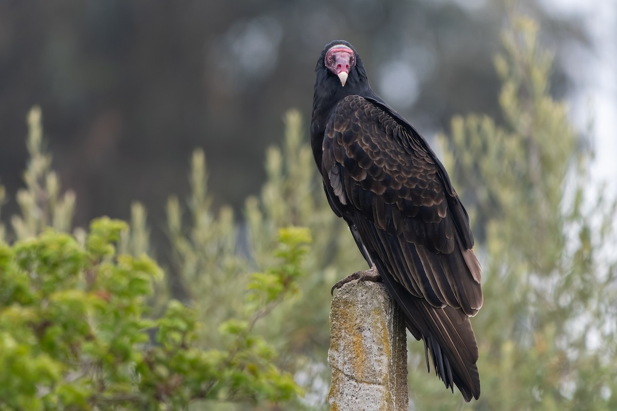 Turkey Vulture (South Temperate) - ML618040687