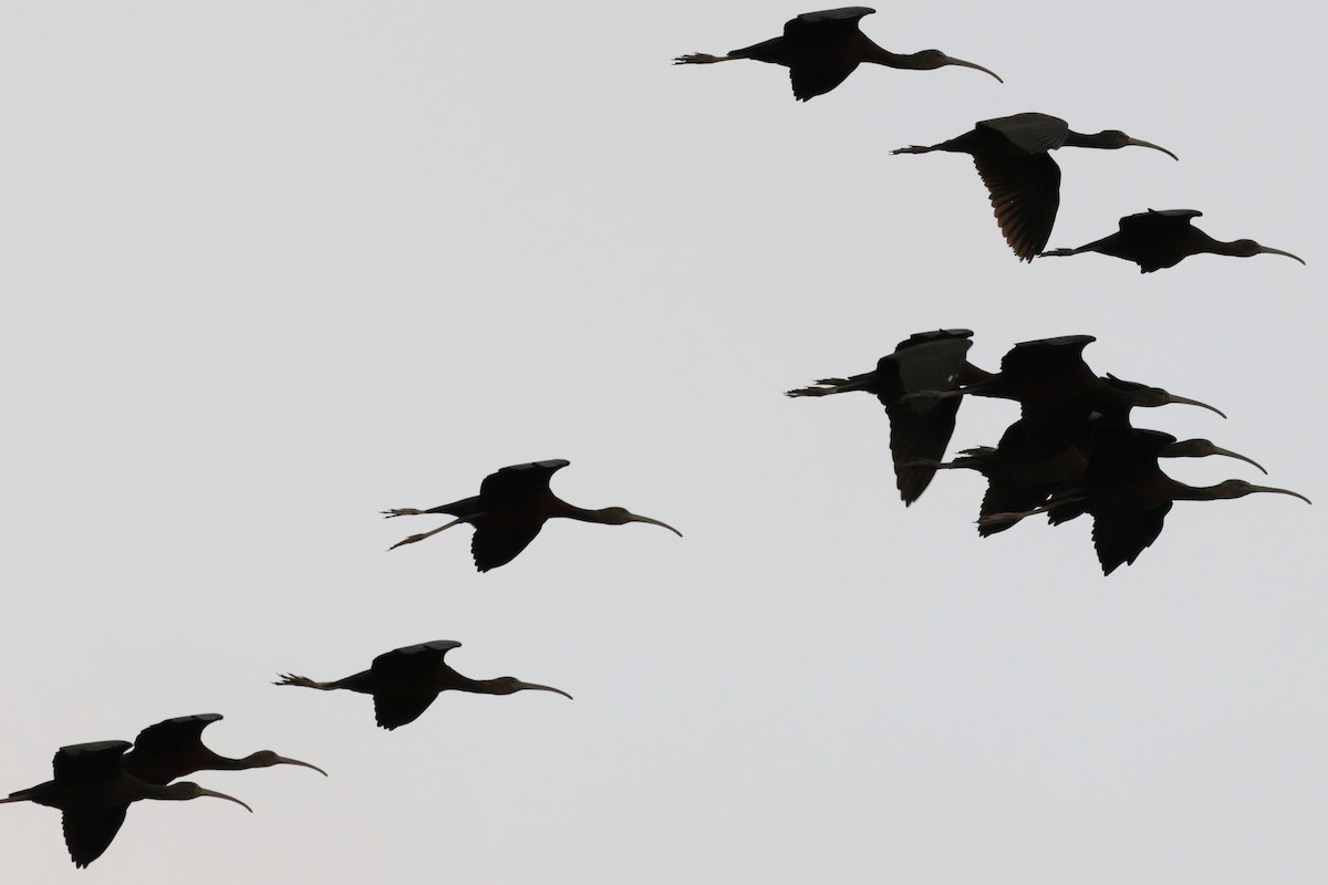 ibis hnědý - ML618040690