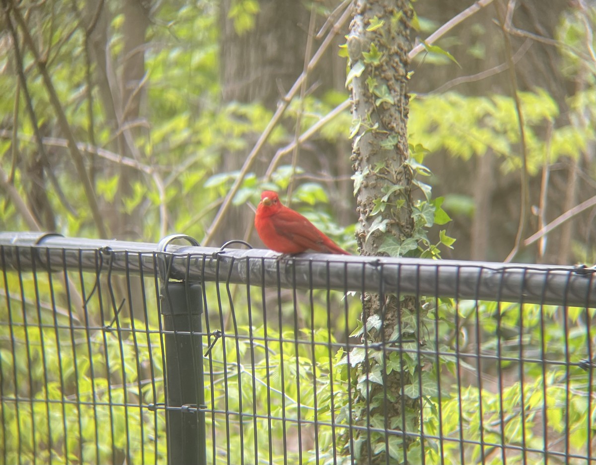 Summer Tanager - Carson W