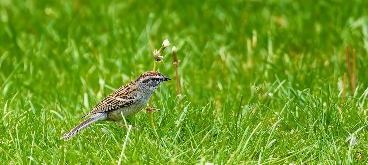 Chipping Sparrow - Becki Guy