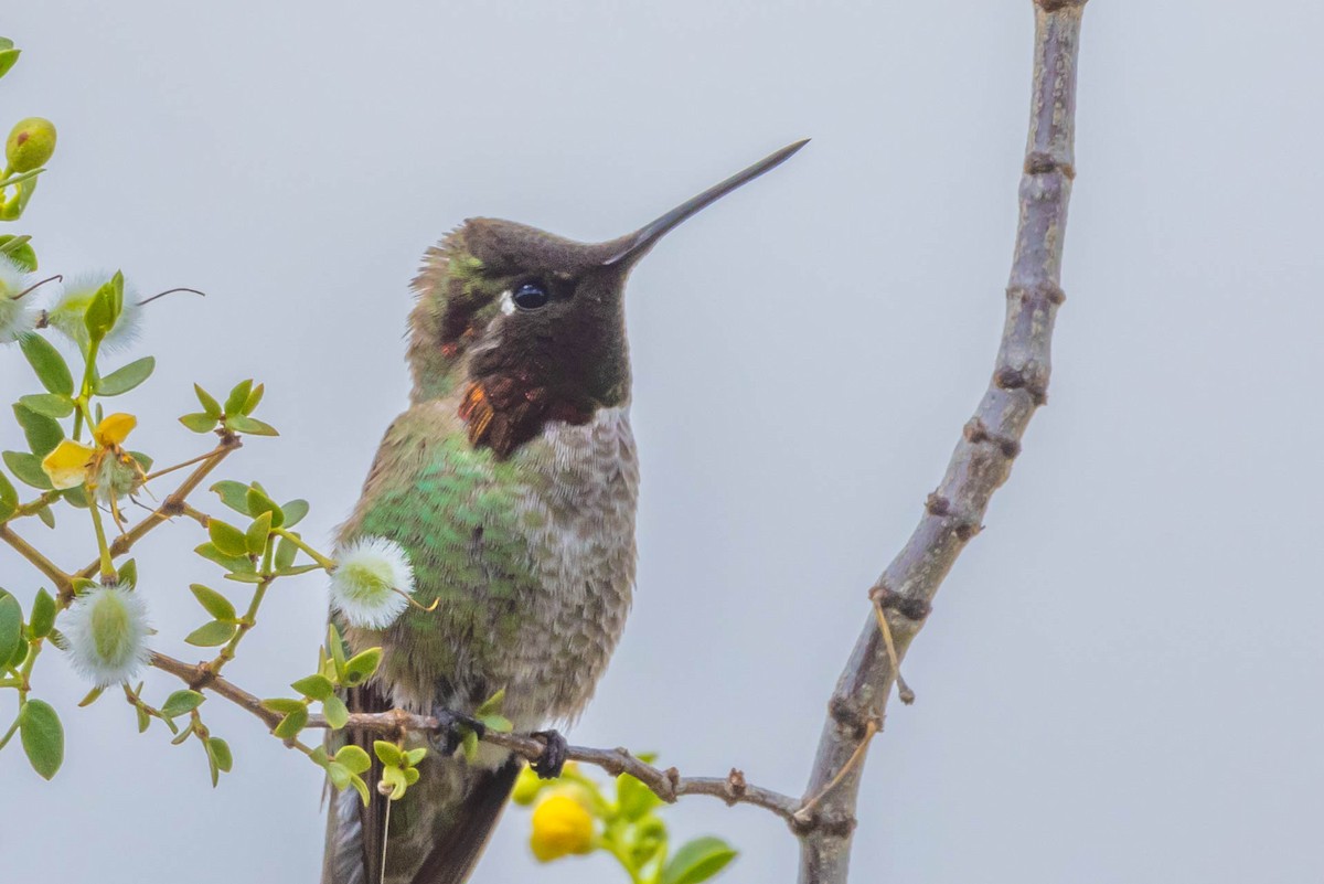 Anna's Hummingbird - ML618040708