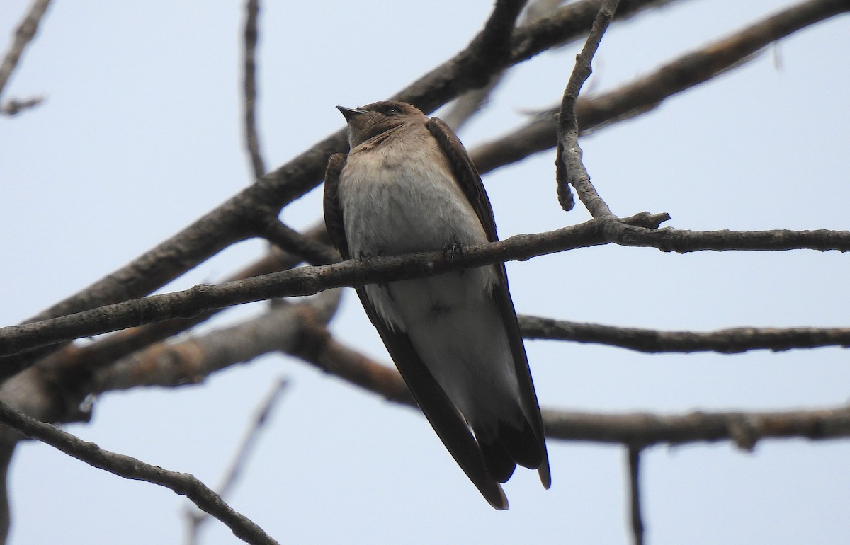 Northern Rough-winged Swallow - Dianne Croteau- Richard Brault