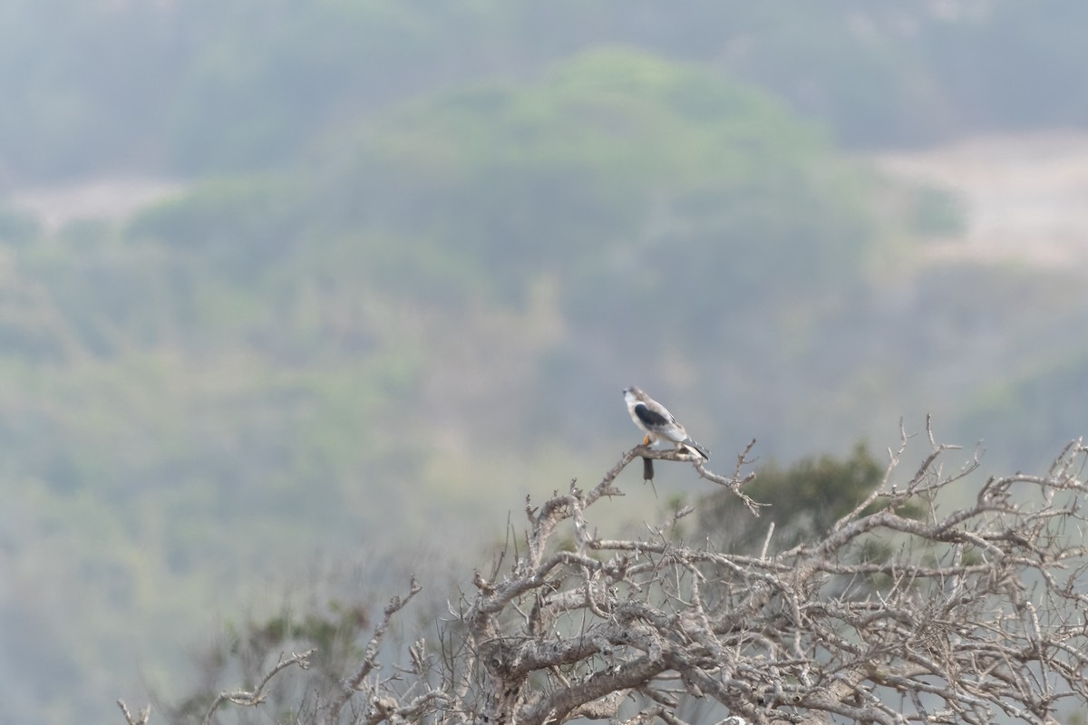 White-tailed Kite - Jorge Ugalde