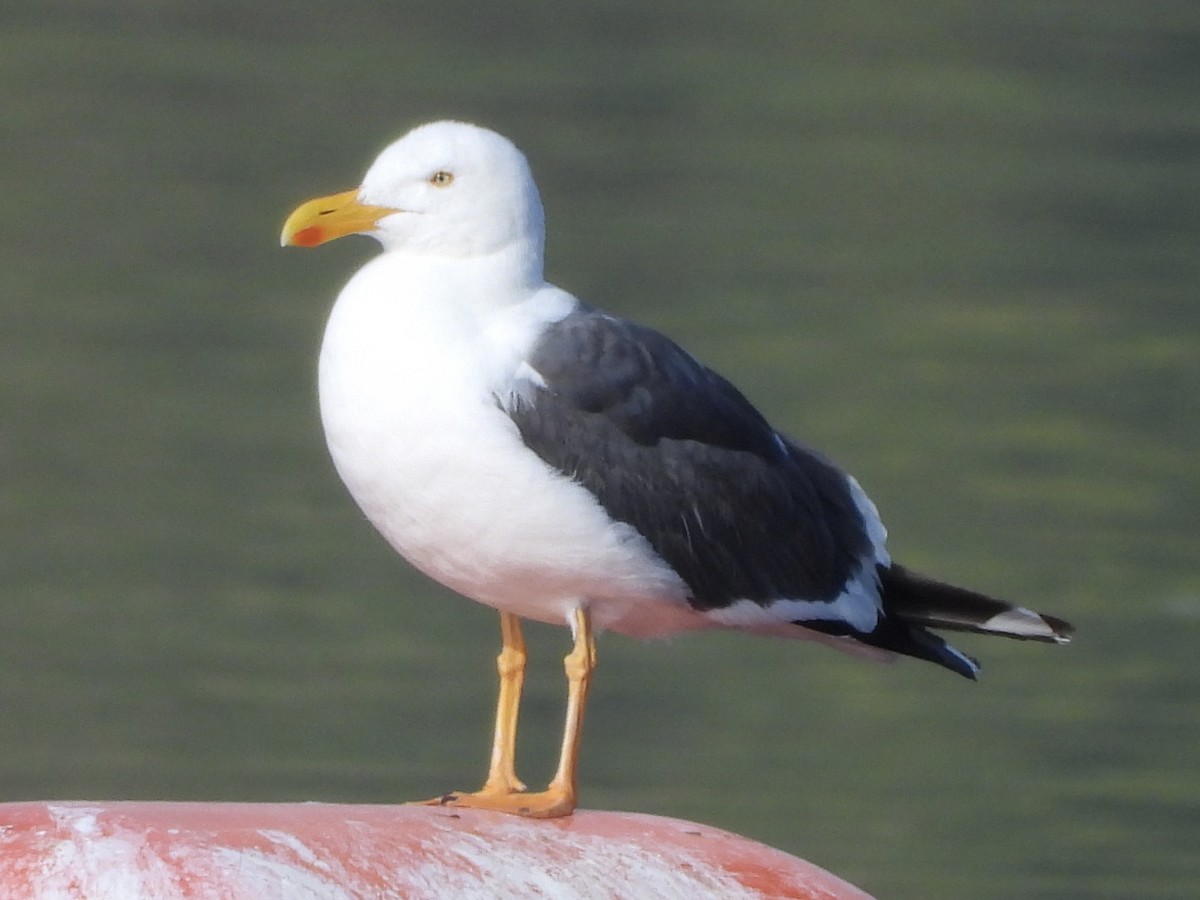 Yellow-footed Gull - ML618040767