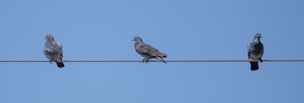 Rock Pigeon (Feral Pigeon) - ML618040782
