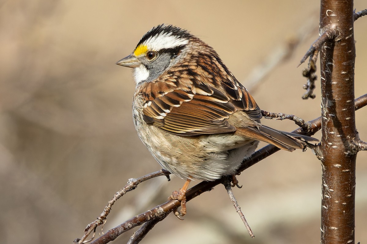 White-throated Sparrow - Kyle Blaney