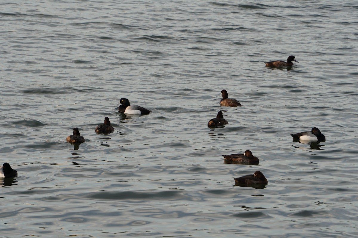 Greater Scaup - ML618040818