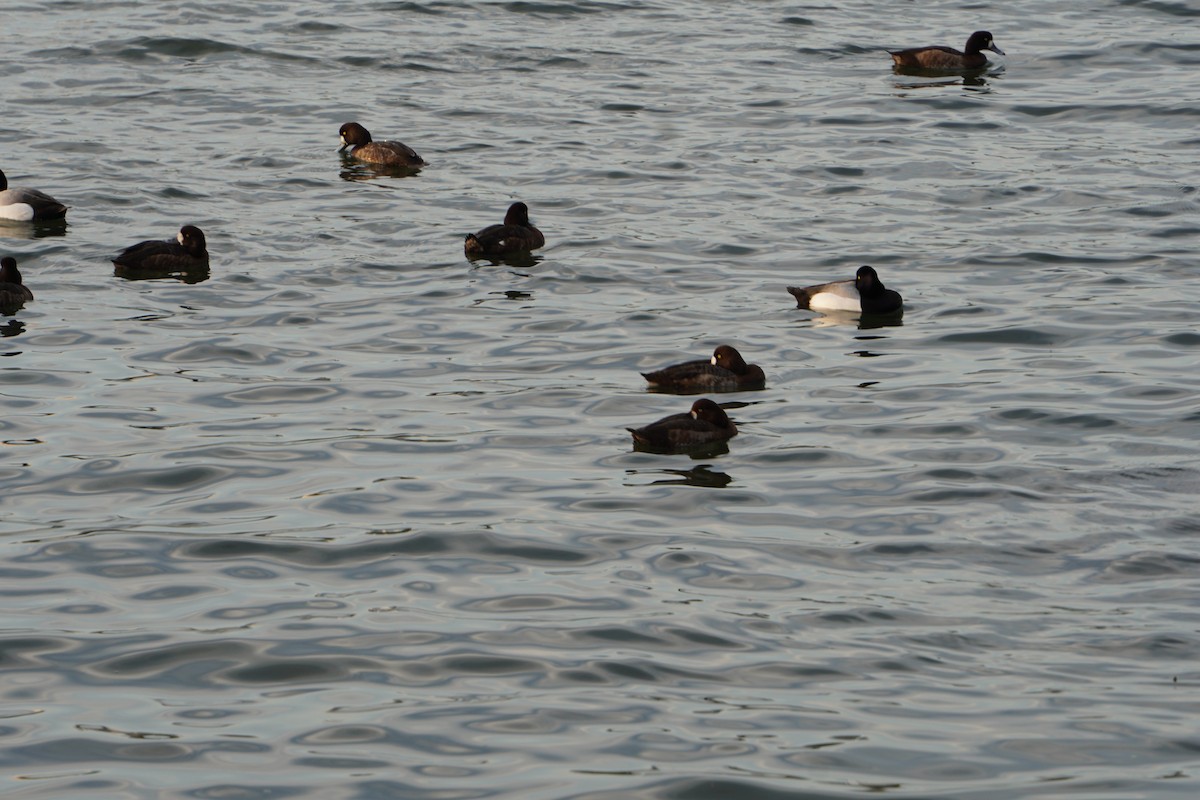 Greater Scaup - Kristy Dhaliwal