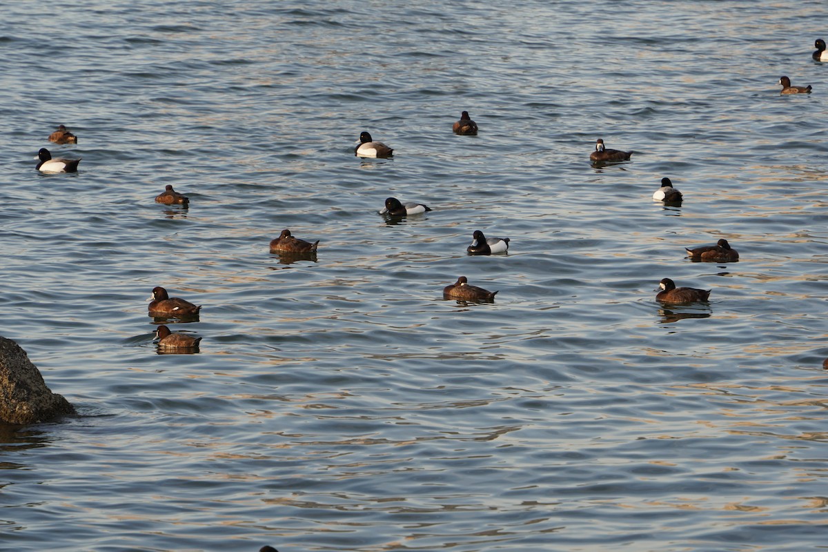 Greater Scaup - ML618040820