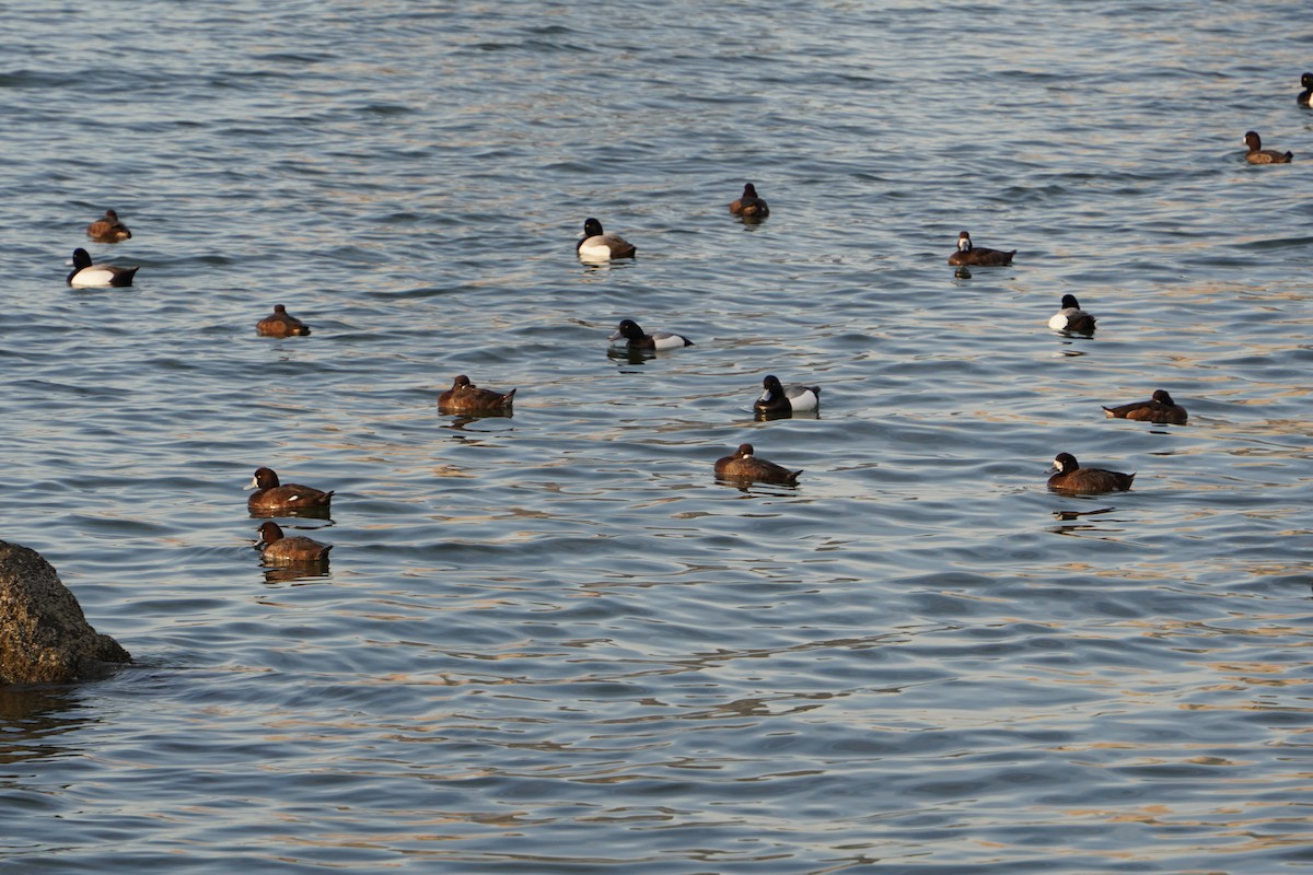 Greater Scaup - Kristy Dhaliwal
