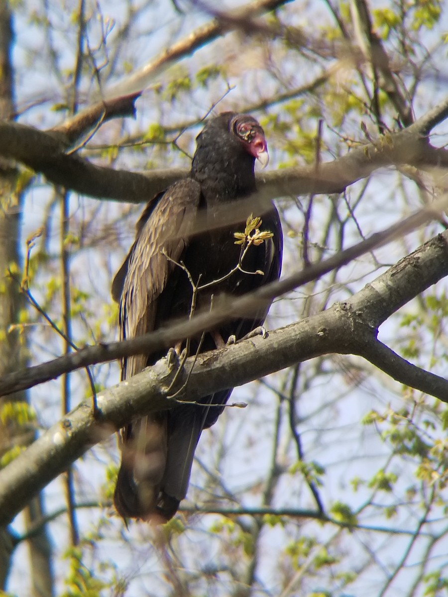 Turkey Vulture - Andrew Bogert