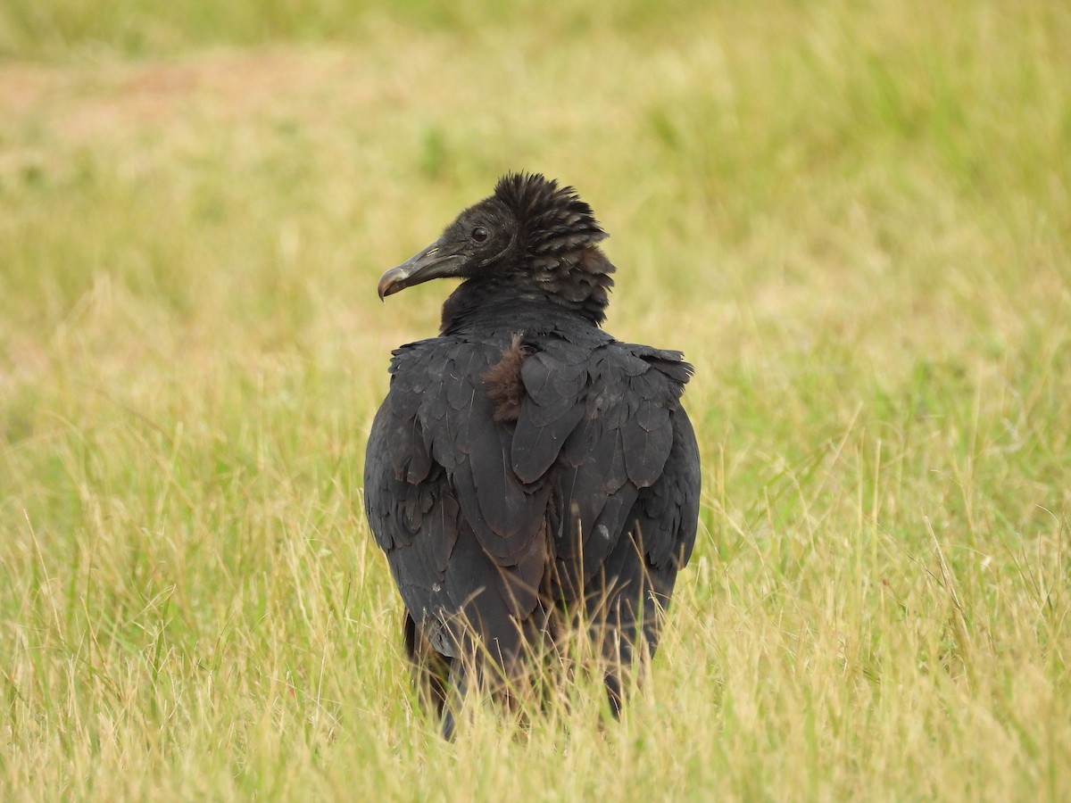 Black Vulture - ML618040831