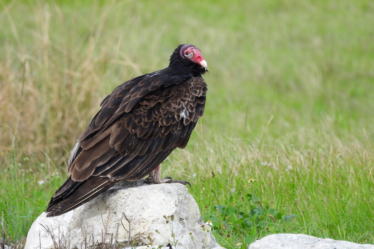 Turkey Vulture - ML618040851
