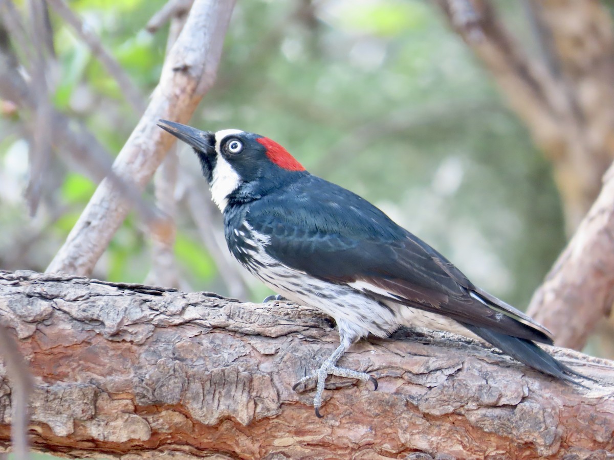 Acorn Woodpecker - ML618040852