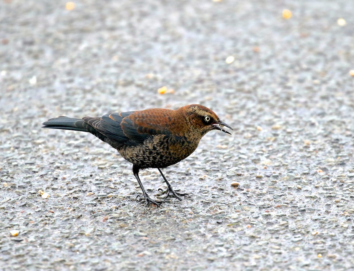 Rusty Blackbird - ML618040888