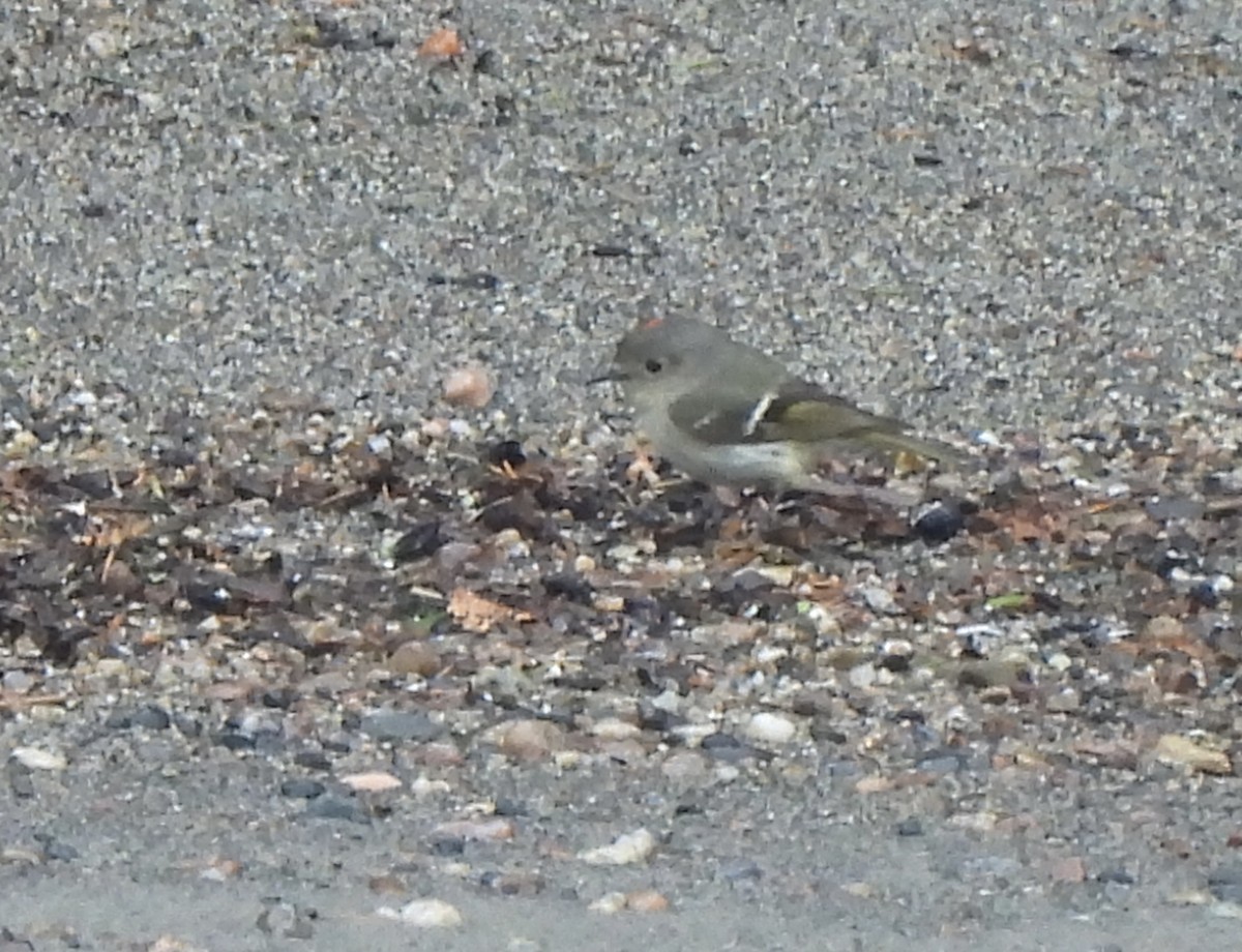 Ruby-crowned Kinglet - Pegg & Mark Campbell
