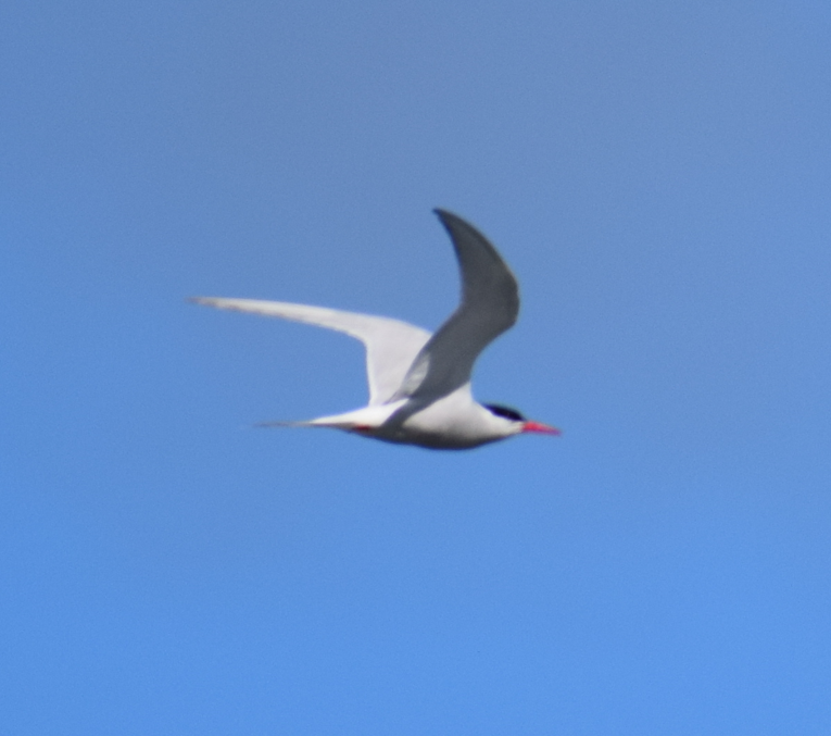 South American Tern - ML618040926