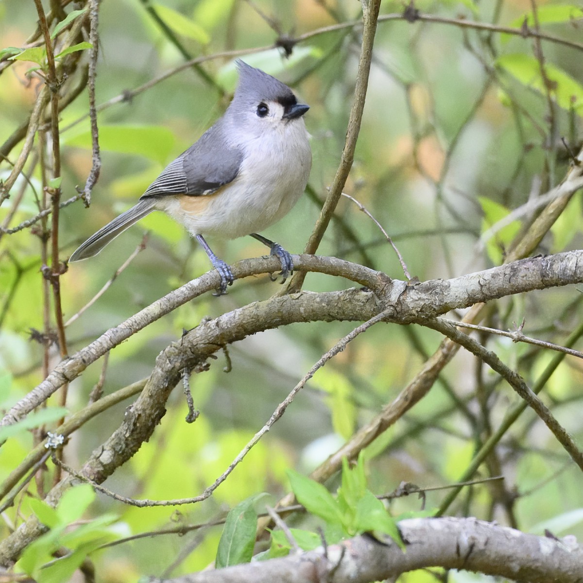 Tufted Titmouse - Laura  Wolf