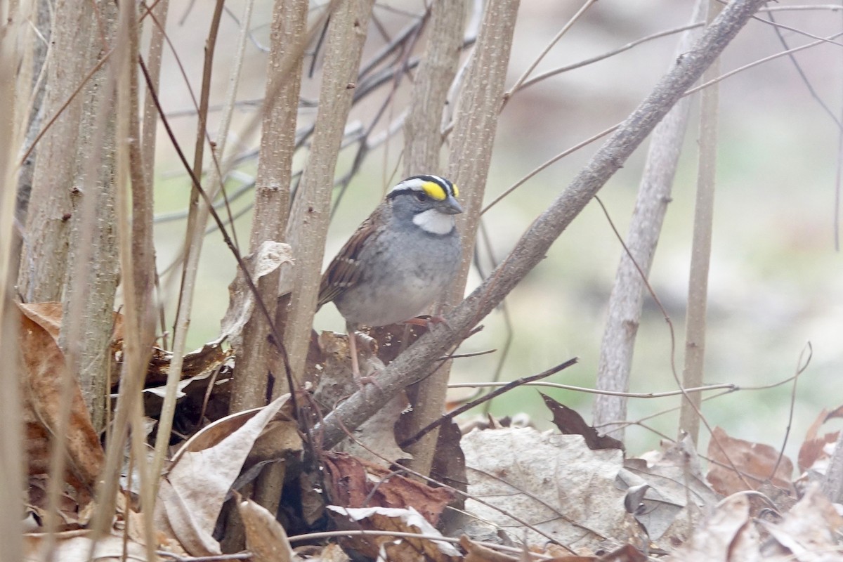 White-throated Sparrow - Elaine Marie