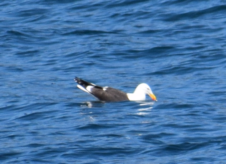 Kelp Gull - Felipe Undurraga